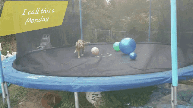 a trampoline with the words " i call this a monday " on the bottom