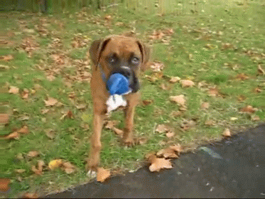 Sqeaky Pup GIF - Dog Pacifier Toy GIFs
