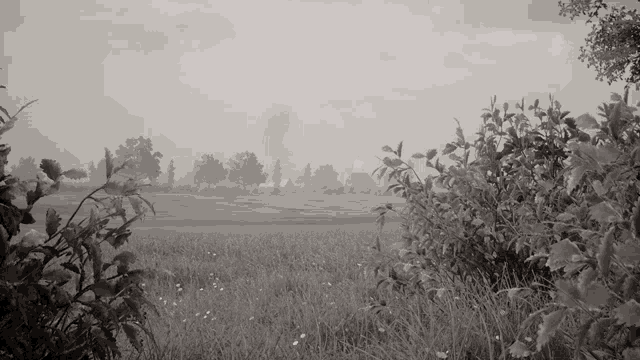 a black and white photo of a field with trees and bushes in the background