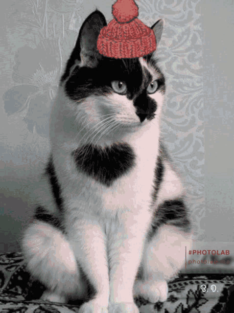 a black and white cat wearing a red hat is sitting on a blanket