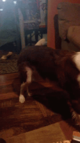 Dogs Spin GIF - Dogs Spin Border Collie GIFs