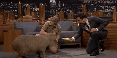 a capybara eating corn on the cob from a person 's hand .