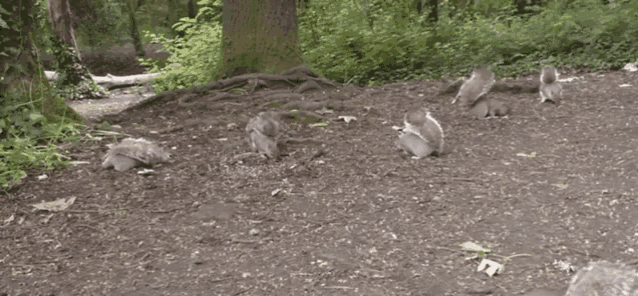 Squirrel Running GIF - Squirrel Running Forest GIFs