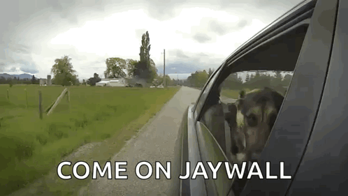 Dogs Cars GIF - Dogs Cars Chill GIFs