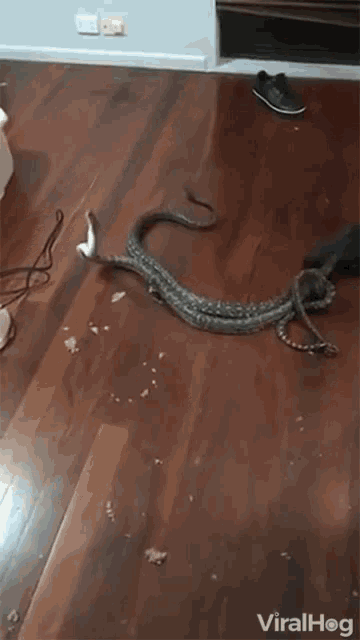 Tangled Snake GIF - Tangled Snake Playing GIFs
