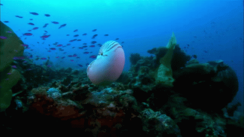 Nautilus Chambered Nautilus GIF - Nautilus Chambered Nautilus Reef GIFs