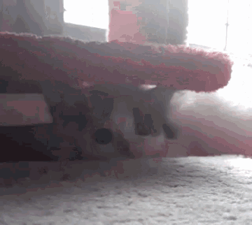 a cat is peeking out from under a red blanket