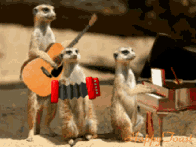 meerkats playing guitar and accordion and a meerkat playing a piano