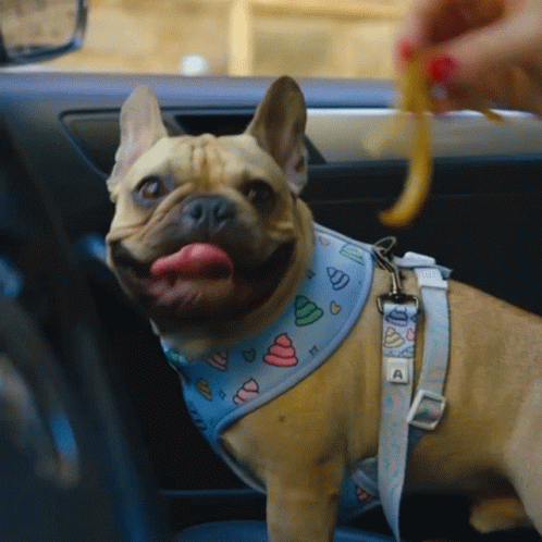 Feed The Dog Heather Mcmahan GIF - Feed The Dog Heather Mcmahan Want Some Fries GIFs