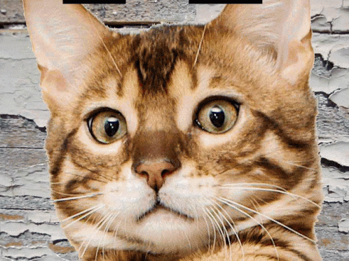 Ohhhhhhh Cat GIF - Ohhhhhhh Cat Shades GIFs