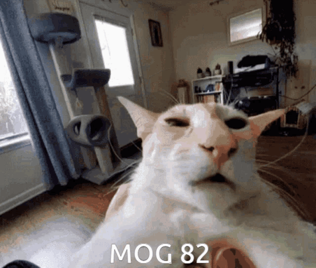 Mog82 Mogcat GIF - Mog82 Mog 82 GIFs