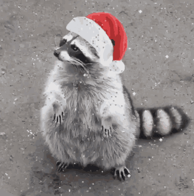 a raccoon is wearing a santa hat and standing on its hind legs .