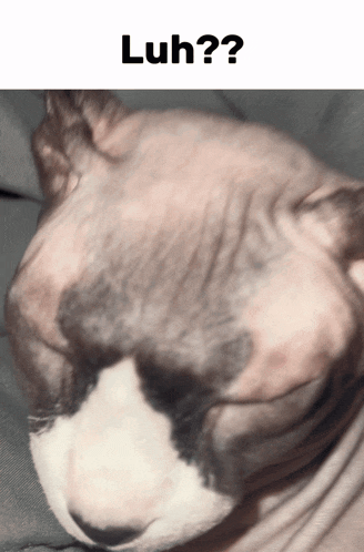 a close up of a hairless cat with a caption that says luh