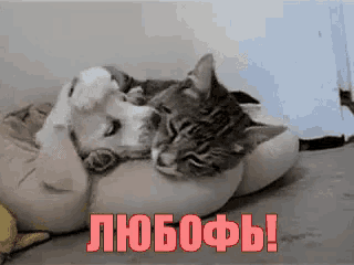 a dog and a cat are laying on a pillow with the word love written in red letters