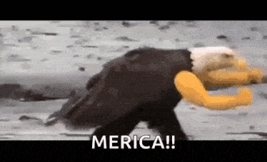 a bald eagle with a yellow head and arms is walking on the beach .