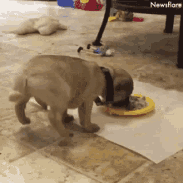 a pug puppy is eating from a yellow plate on the floor .