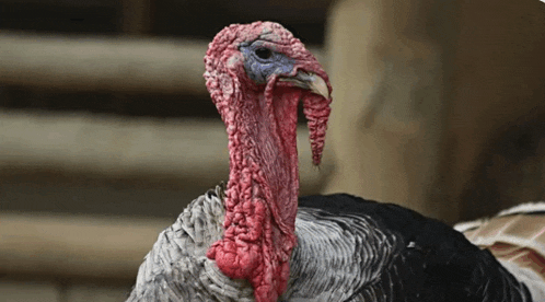 a close up of a turkey 's head with its tongue out