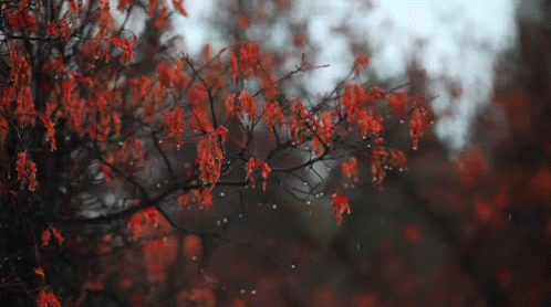 Drip GIF - Autumn Fall Season GIFs
