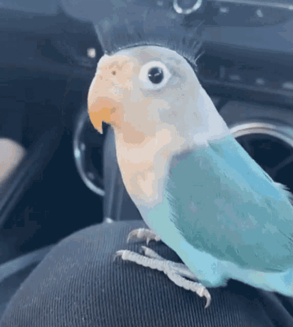 a blue and white parrot sitting on someone 's lap