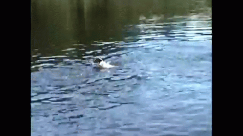 A Dog Goes Swimming In A Lake To Catch Some Fish GIF - Dog Fishing Fish GIFs