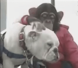 Dog Monkey GIF - Dog Monkey Pet GIFs