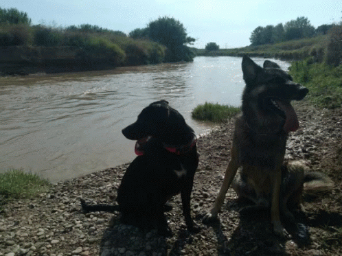 Dogs River GIF - Dogs River Summer GIFs