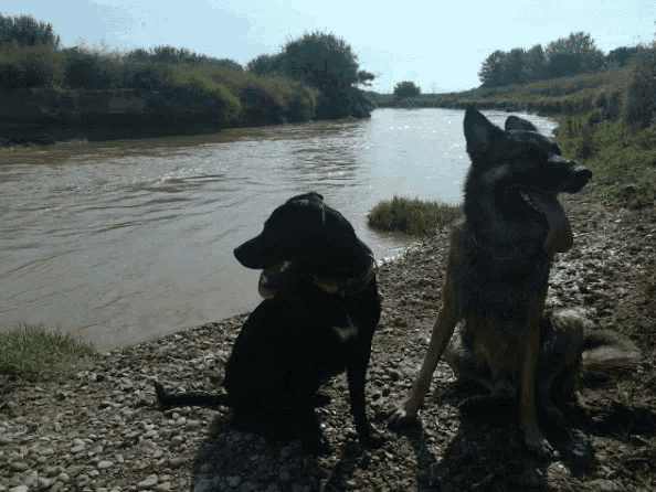 two dogs are sitting next to a river with their tongues hanging out