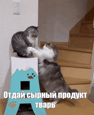 two cats are playing on a cardboard tower with a caption in russian that says отдай сырный продукт тварь