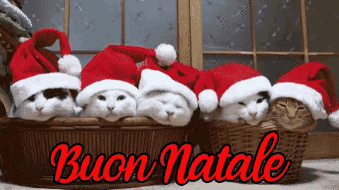 a bunch of cats wearing santa hats in a basket with the words buon natale in red