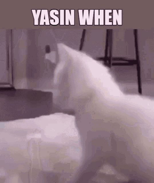 Yasin When Nigga Cat GIF - Yasin When Nigga Cat Twerking GIFs