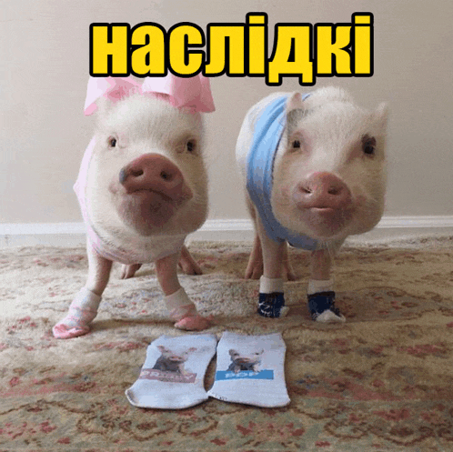 свинья свинтус Meme