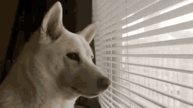 a dog is looking out of a window with blinds .