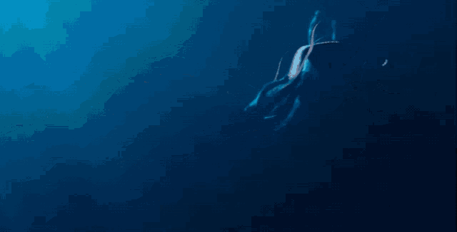 a shark is swimming in the dark blue waters of the ocean