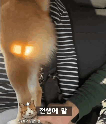 a dog and a cat are being held by a person with korean writing on the bottom