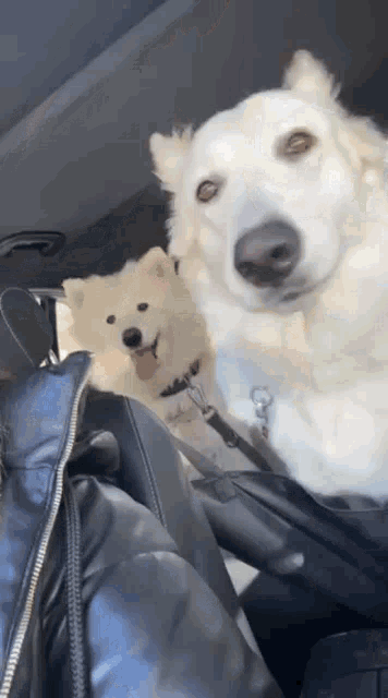 two white dogs are sitting in the back seat of a car looking at the camera