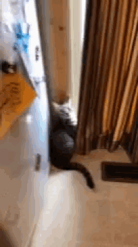 a cat sitting in a doorway next to a fridge