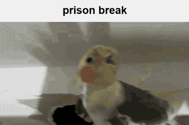 Bird Prison GIF - Bird Prison Break GIFs