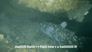 Coelacanth Haiiii GIF - Coelacanth Haiiii Deep Sea GIFs