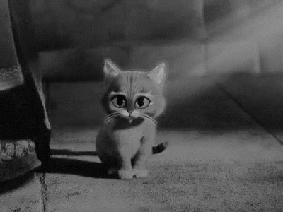 Cute Cat Kitten GIF - Cute Cat Kitten No GIFs