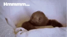 Zootopia Sloth GIF - Zootopia Sloth Facinating GIFs