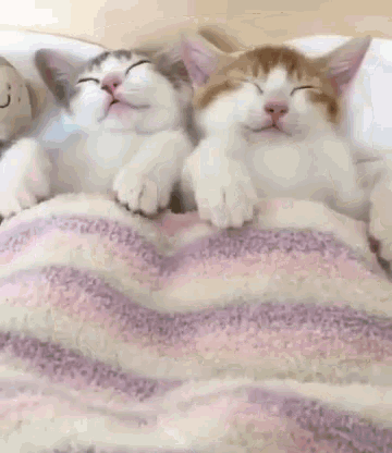 Sleep Sleepy GIF - Sleep Sleepy Sleeping GIFs