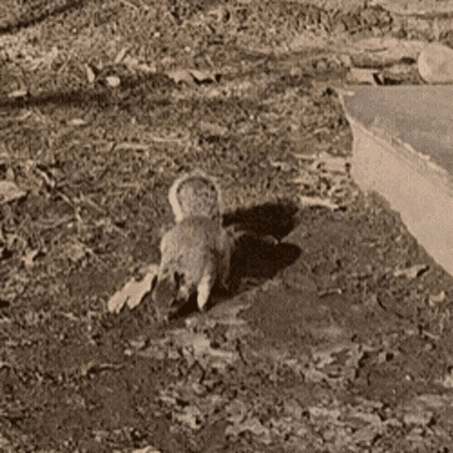 a squirrel is crawling on the ground in the dirt
