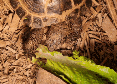 a turtle is eating a leaf of lettuce from a rock