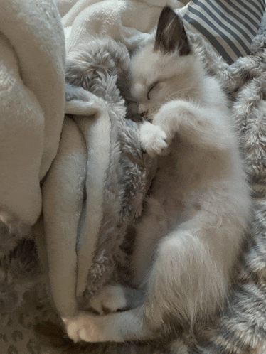 a white kitten sleeping on a blanket with its paws on the blanket