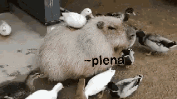 a capybara with a duck on its back is surrounded by ducks on the ground .