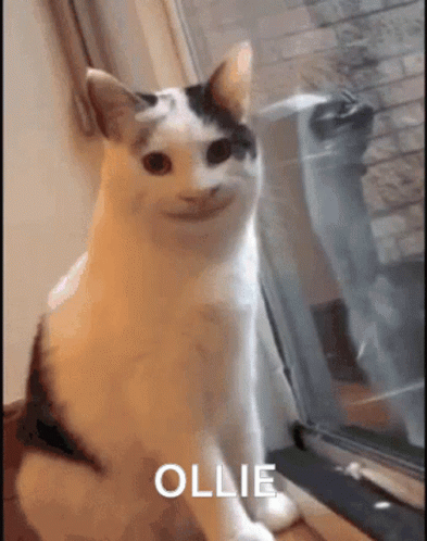 Ollie Cat GIF - Ollie Cat GIFs