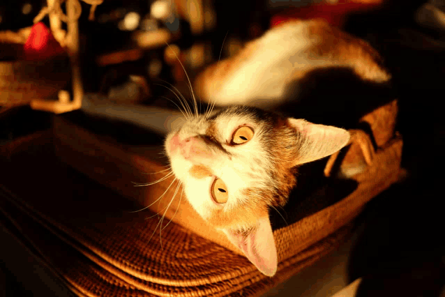a calico cat laying on its back looking up at the sun