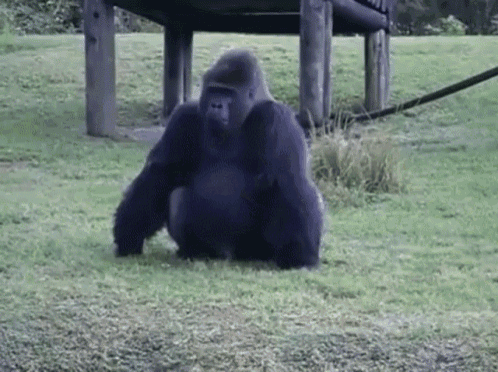 Gorilla Catch GIF - Gorilla Catch Pretzel GIFs