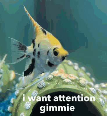 a fish in a tank with the words i want attention gimmie below it