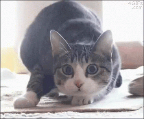 Cat Kitty GIF - Cat Kitty Wiggle Butt GIFs